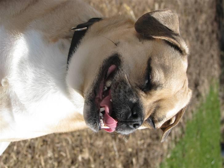 Blanding af racer charlie billede 19