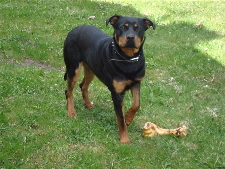 Rottweiler Tyson billede 1