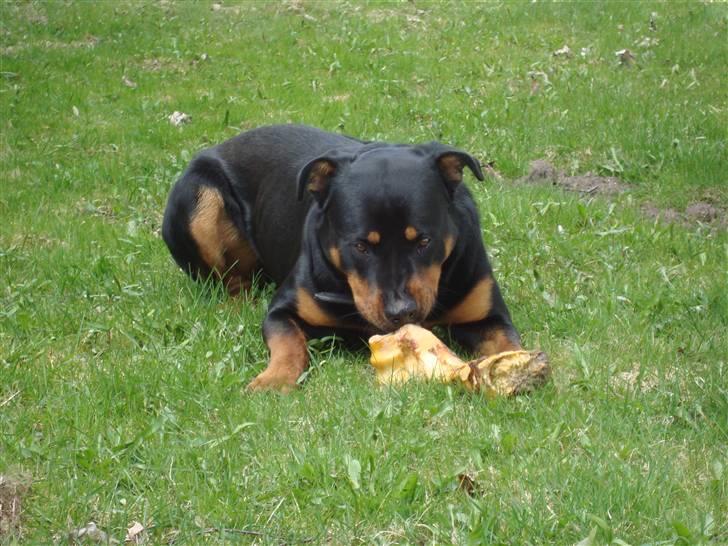 Rottweiler Tyson billede 2