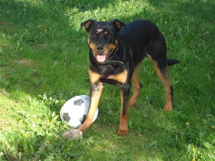 Rottweiler Tyson billede 3