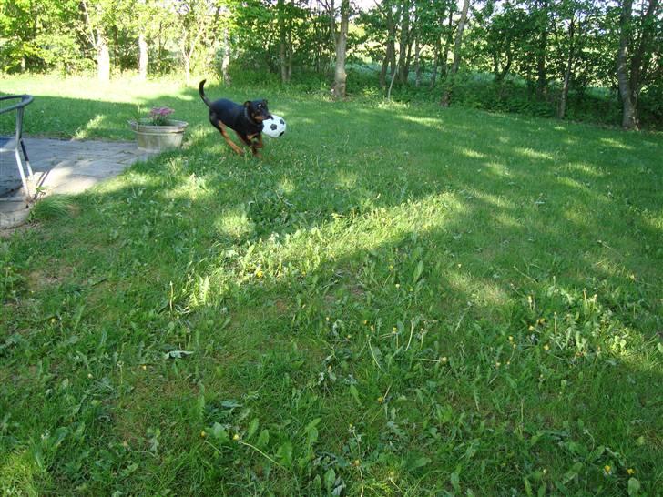 Rottweiler Tyson billede 4