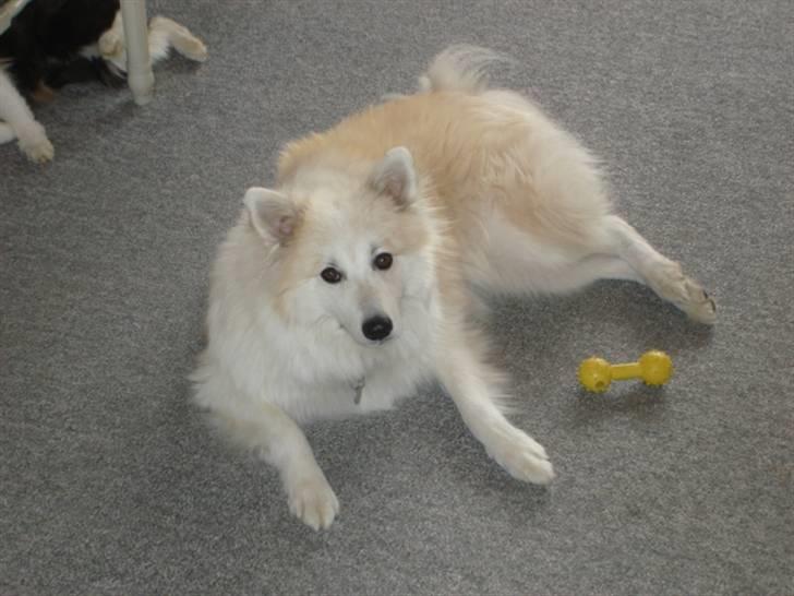 Blanding af racer Shano billede 1