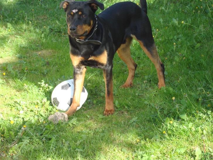 Rottweiler Tyson billede 5