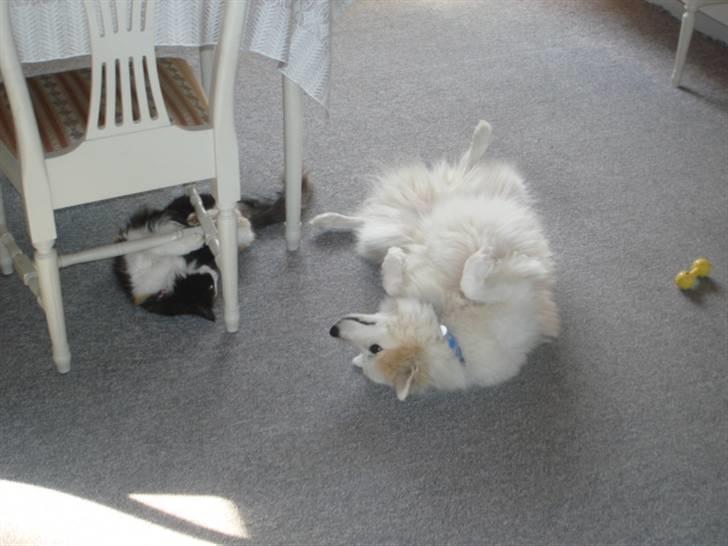 Blanding af racer Shano billede 2