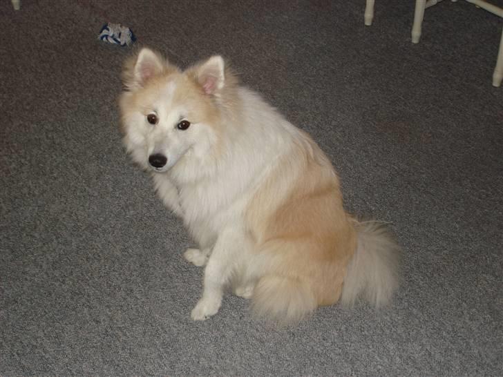 Blanding af racer Shano billede 3