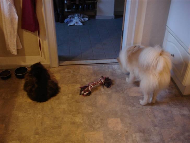 Blanding af racer Shano billede 4