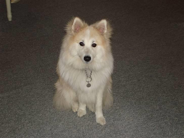 Blanding af racer Shano billede 5