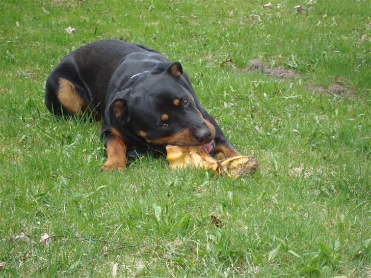 Rottweiler Tyson billede 6