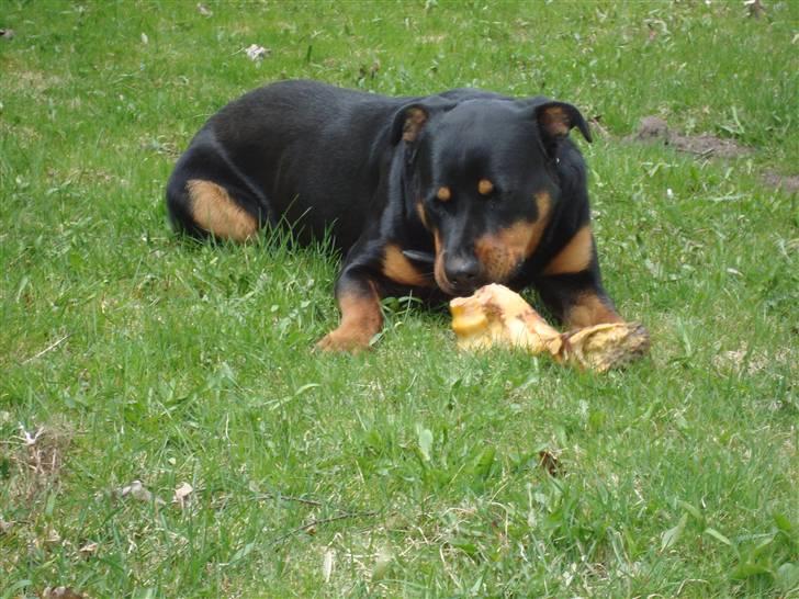 Rottweiler Tyson billede 7