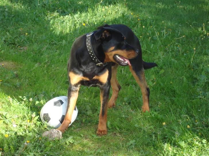 Rottweiler Tyson billede 8