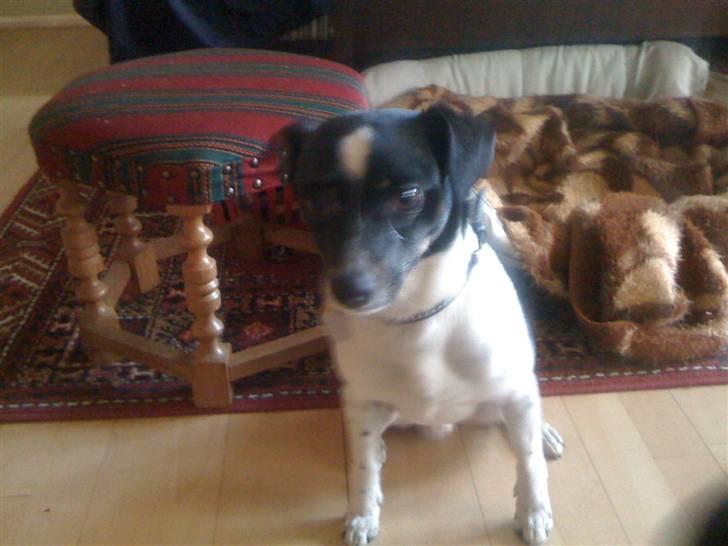 Blanding af racer Rocky billede 17