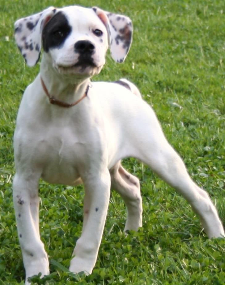 Blanding af racer Macit´s Trendsetter - Alt for kæk og øretæveindbydende :-) billede 13