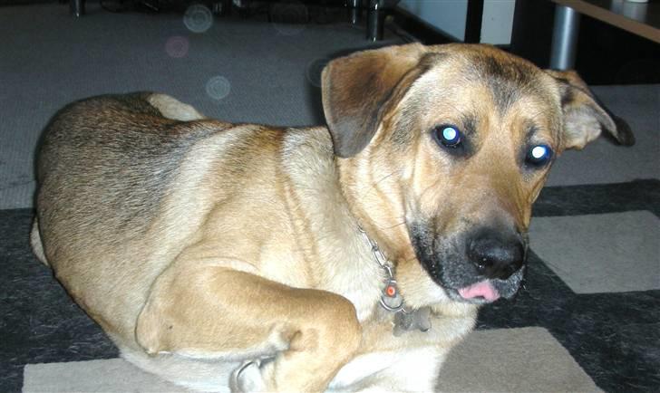 Blanding af racer Jensen<3(Solgt!) - Det er så Jensen som er ved at vaske fødder:) billede 1