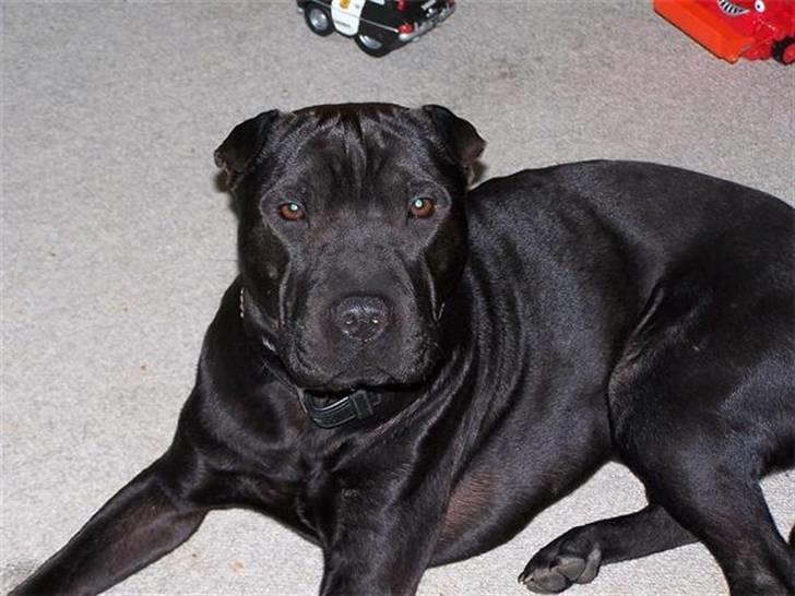 Blanding af racer Ozzy oz Boss R.I.P - Dejlig dreng billede 1