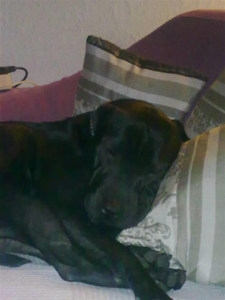 Blanding af racer Ozzy oz Boss R.I.P - Elsker at kapre alle sofa puderne billede 2