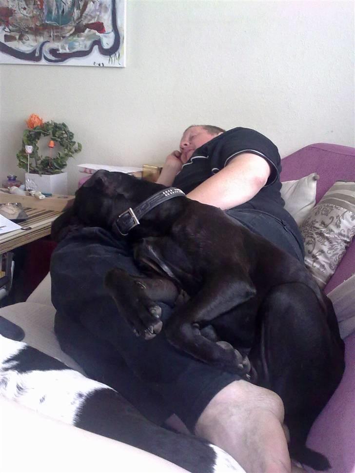 Blanding af racer Ozzy oz Boss R.I.P - Elsker min nye far, han kan nemlig også godt lide sofaen billede 4