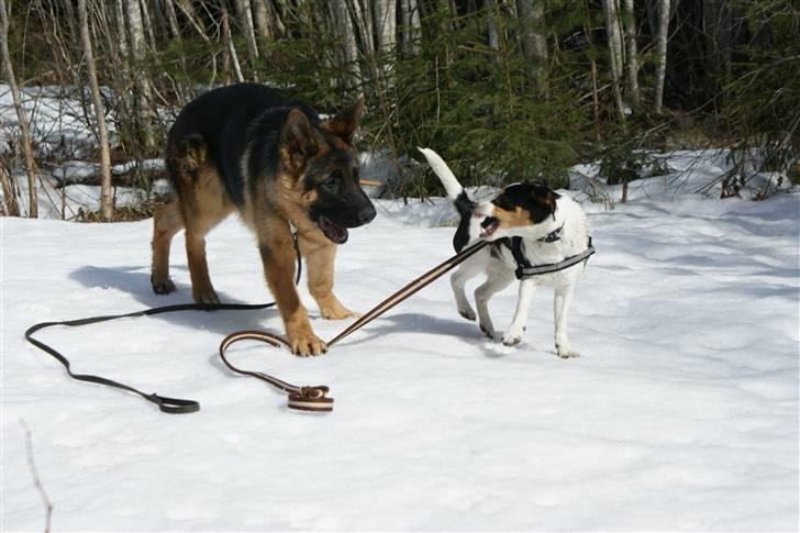 Jack russell terrier Zico billede 16