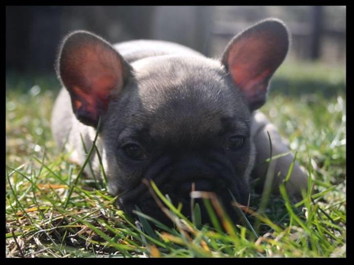Fransk bulldog Leopold billede 1