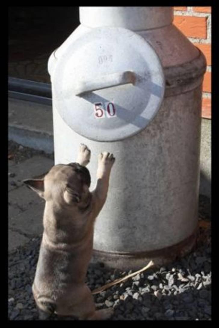 Fransk bulldog Leopold billede 2