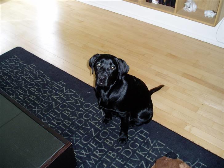 Labrador retriever Nando R.I.P - Nando 5 mdr billede 11