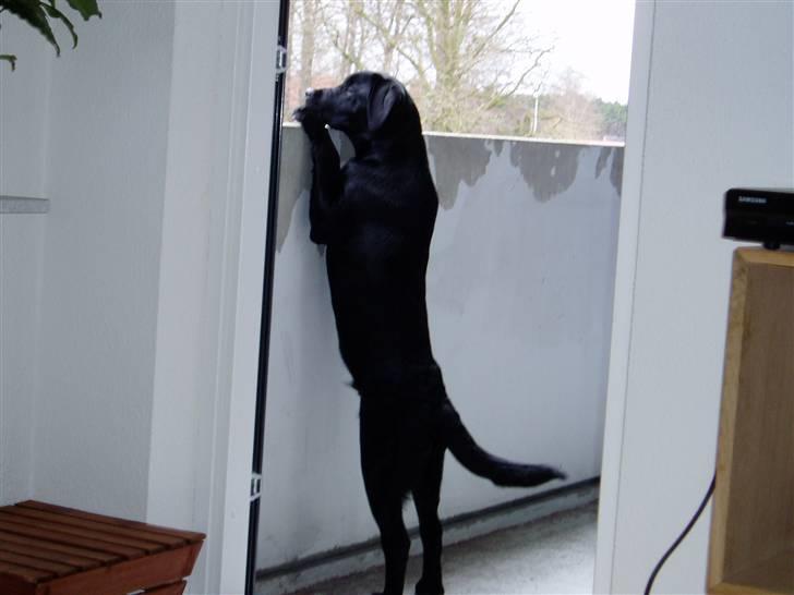 Labrador retriever Nando R.I.P - Min mor synes at jeg er ved at blive rigtig stor, når jeg står og kigger efter børnene billede 12