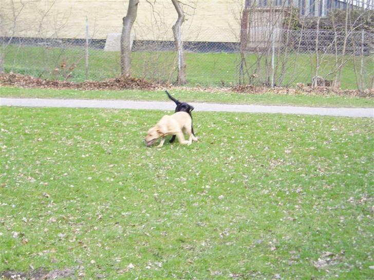 Labrador retriever Nando R.I.P - Jeg elsker at lege med Nana... billede 13