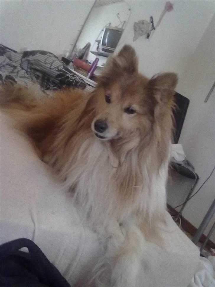 Shetland sheepdog *.Lassie.* - årh dejligt og ligge i sengen, hey, hov, var det en kat? billede 16