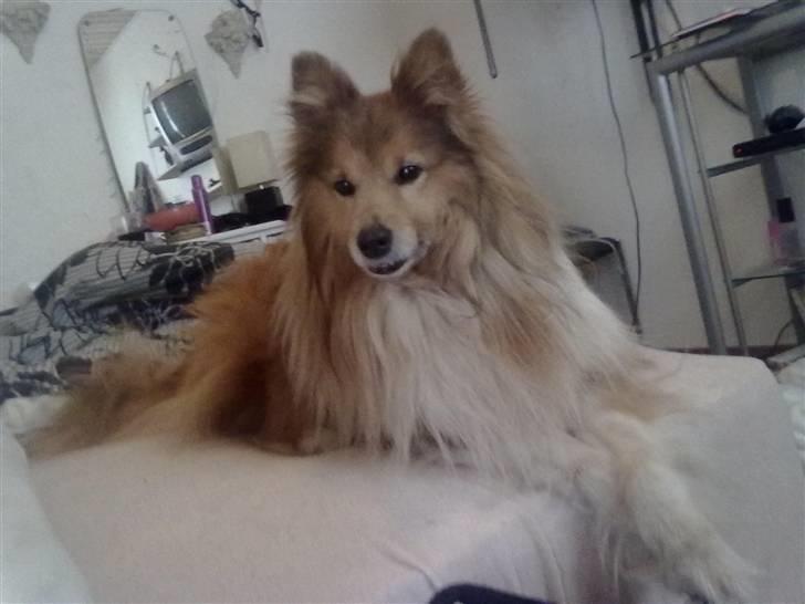 Shetland sheepdog *.Lassie.* - var der ikke nogen som kaldte? billede 17