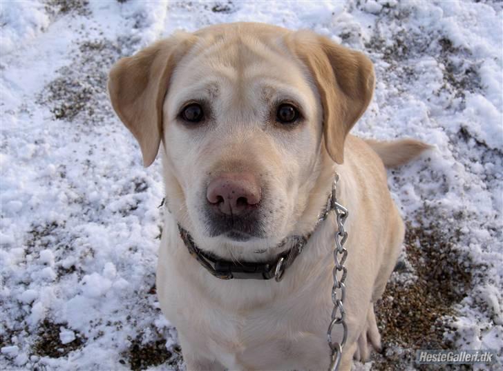 Labrador retriever Zappa - Velkommen til Zappa´s profil! :D Skal lige siges at vi ikke bruger kvælerhalsbånd mer´ men sele :D! billede 1