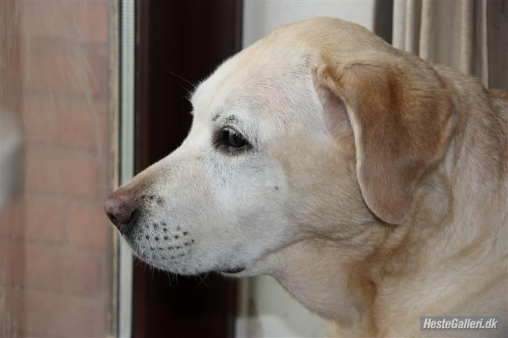 Labrador retriever Zappa billede 2