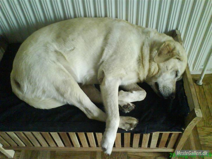 Labrador retriever Zappa - Zappa sover ! :D billede 3