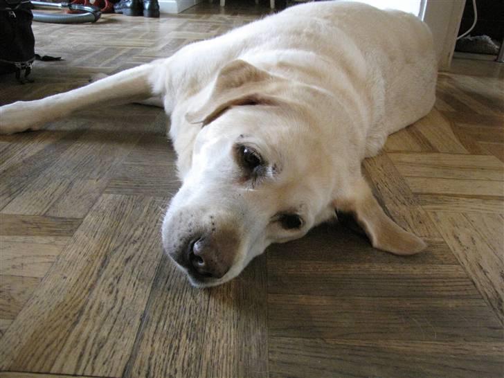 Labrador retriever Zappa - Min trætte tøzz *;  billede 4