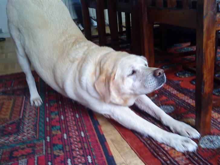 Labrador retriever Zappa - Uhh skulle lige strække sig! :D billede 5