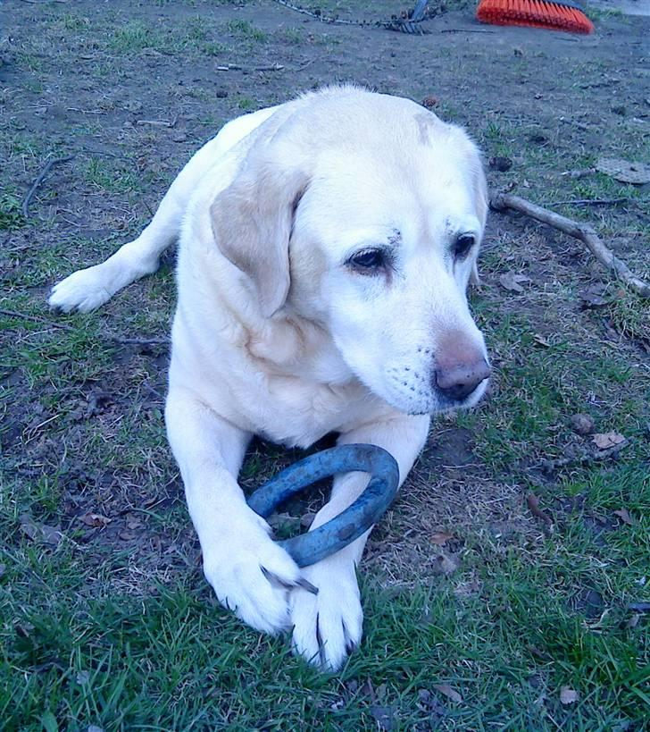 Labrador retriever Zappa billede 6