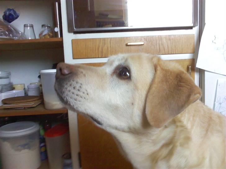 Labrador retriever Zappa billede 7