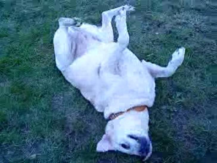 Labrador retriever Zappa billede 8