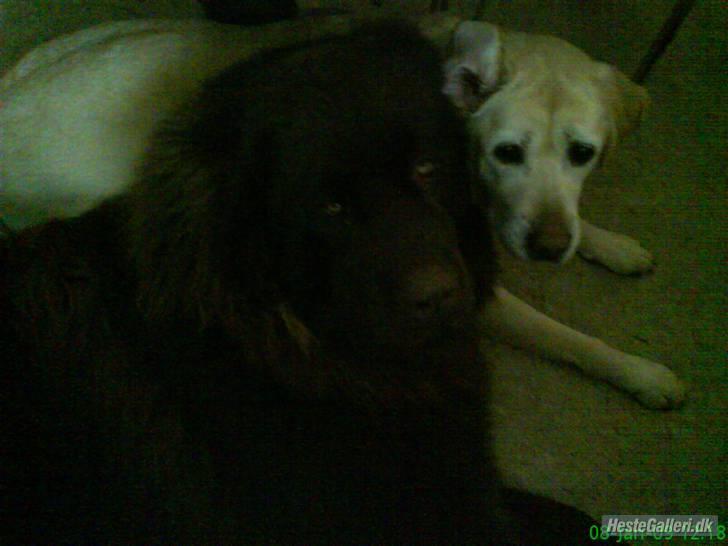 Labrador retriever Zappa - Noel og Zappa! :D billede 9