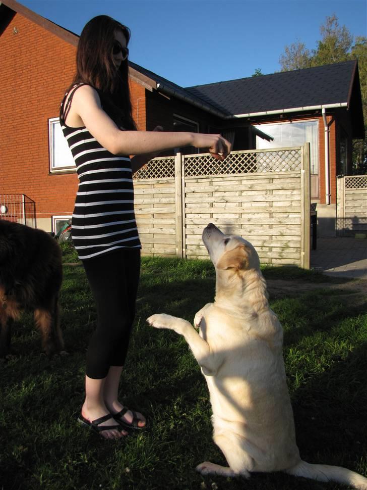 Labrador retriever Zappa - Mig og Zappa der træner (;  billede 10