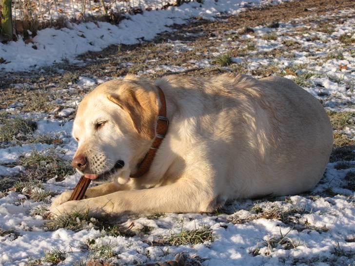 Labrador retriever Zappa - Zappa´s speciale! xD billede 11