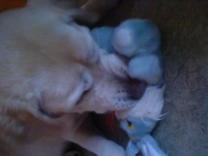 Labrador retriever Zappa - Sorry at det vender den forkerte vej!! Men zappa der gnaver i sin bamse (;! billede 12