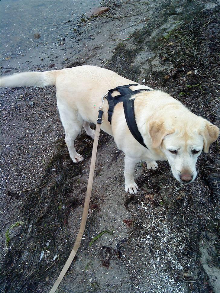 Labrador retriever Zappa - Mig og Zappa der går tur ! :D billede 13
