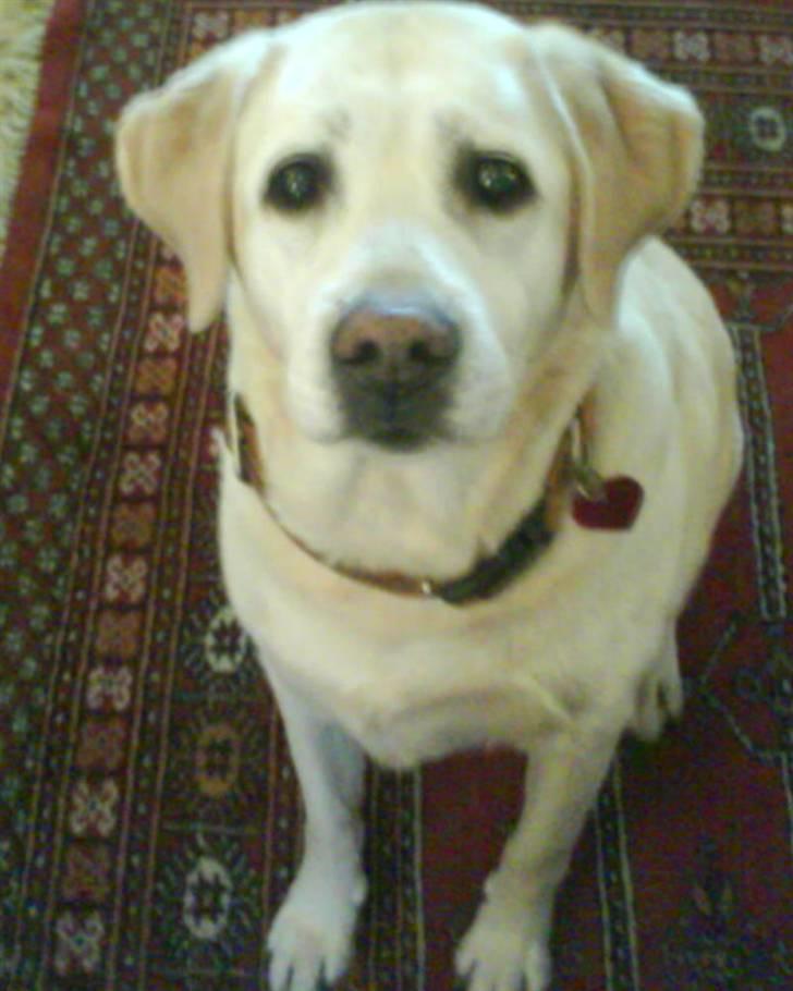 Labrador retriever Zappa - Lidt slørret meeeen,,, (;! billede 14