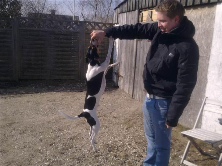 Dansk svensk gaardhund Futte billede 20