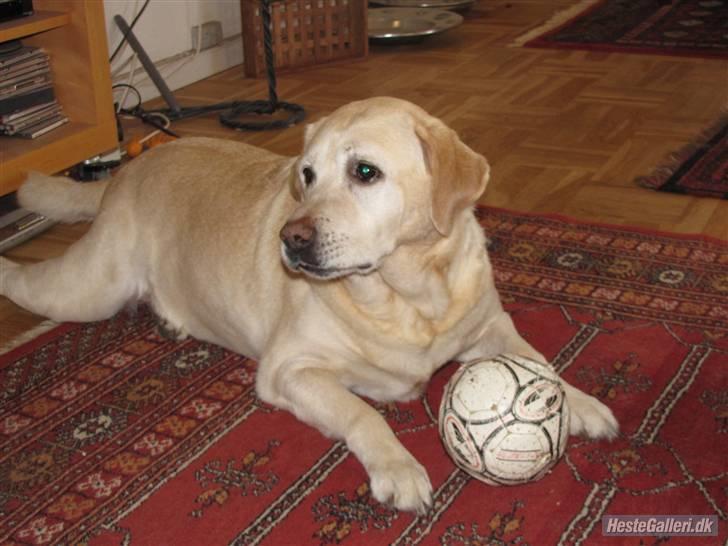 Labrador retriever Zappa billede 15