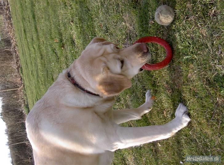 Labrador retriever Zappa - Snuske der vil lege!<3 billede 16