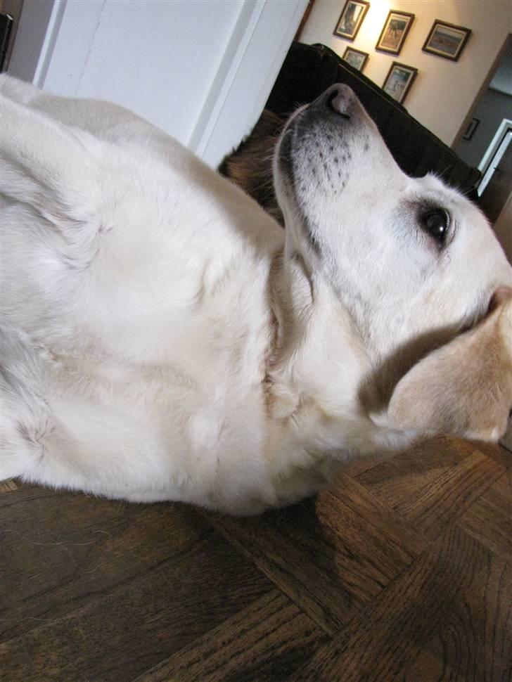 Labrador retriever Zappa - "Hov hvad sker der her?" Elsk på det her billed <3 billede 17