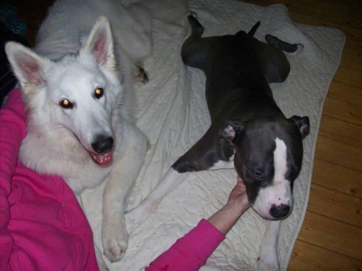 Hvid schæfer Seamus billede 6