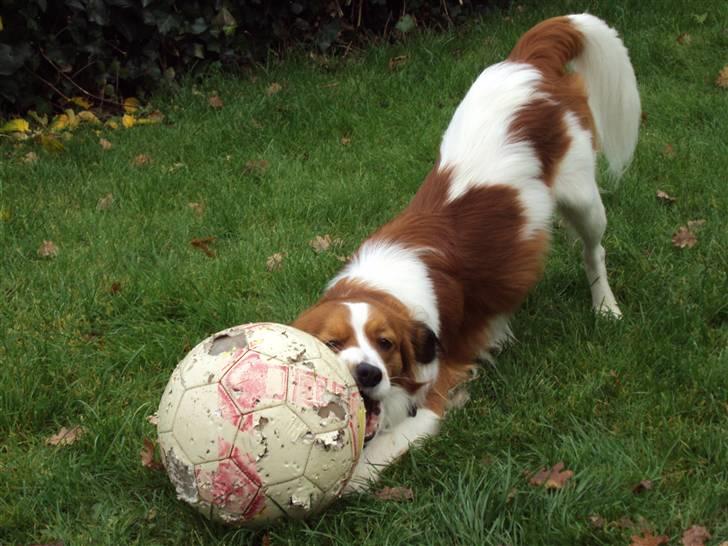 Kooikerhondje Ricko billede 4