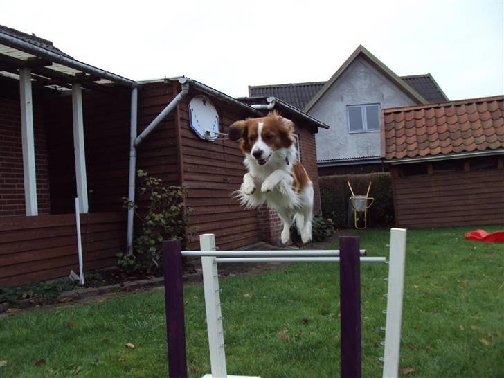 Kooikerhondje Ricko billede 5