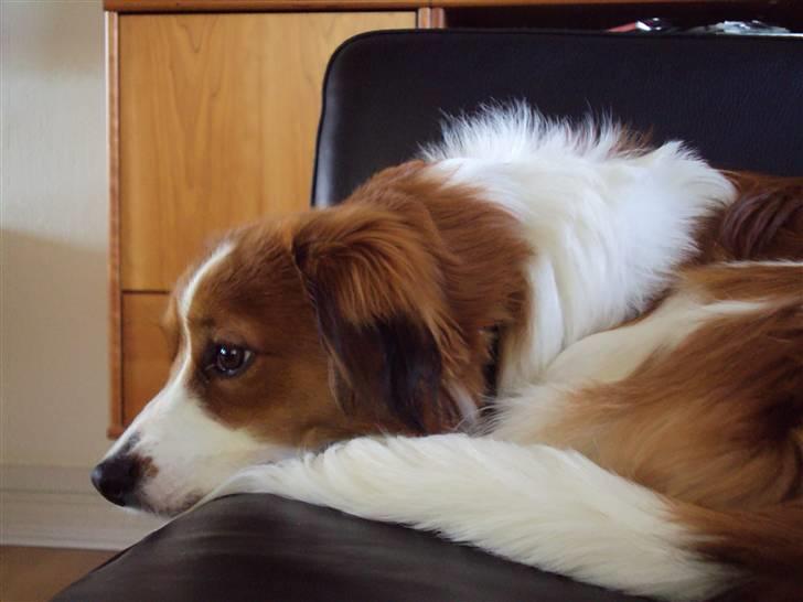 Kooikerhondje Ricko billede 6
